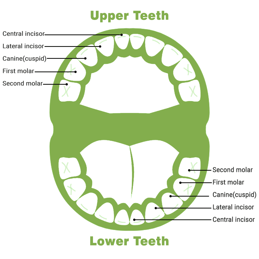 Baby Teeth Chart